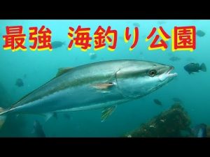 シマアジに青物！日本最強の海釣り公園 とっとパークの水中映像
