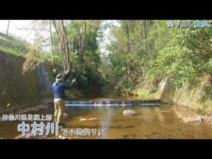 神奈川県足柄上郡 中村川で小物釣り。GWは心に残る釣り旅を！相模の国の足柄は良い場所でした♪